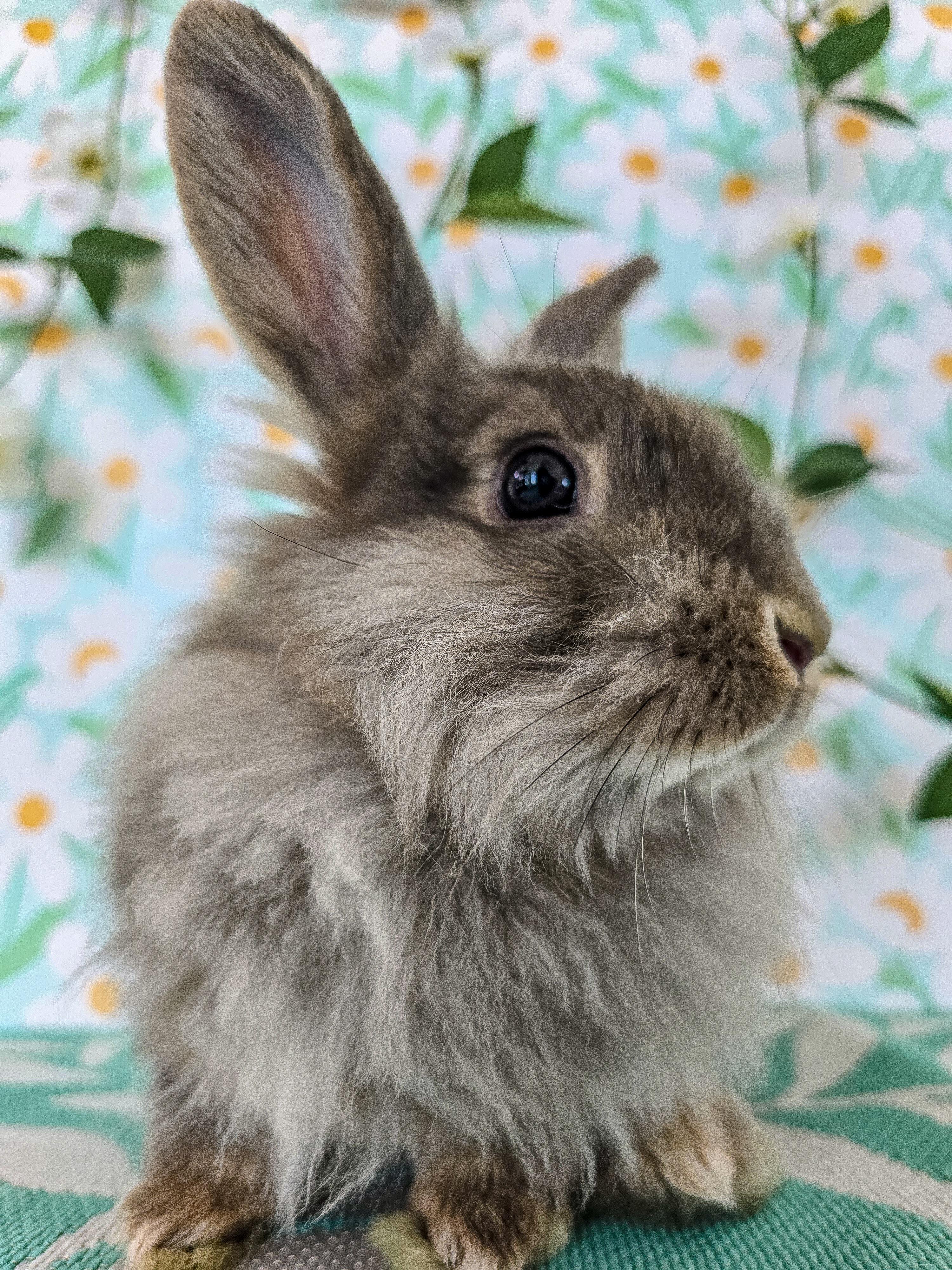Dusty, a ADOPTABLE Lionhead in Long Beach, CA image 2/3