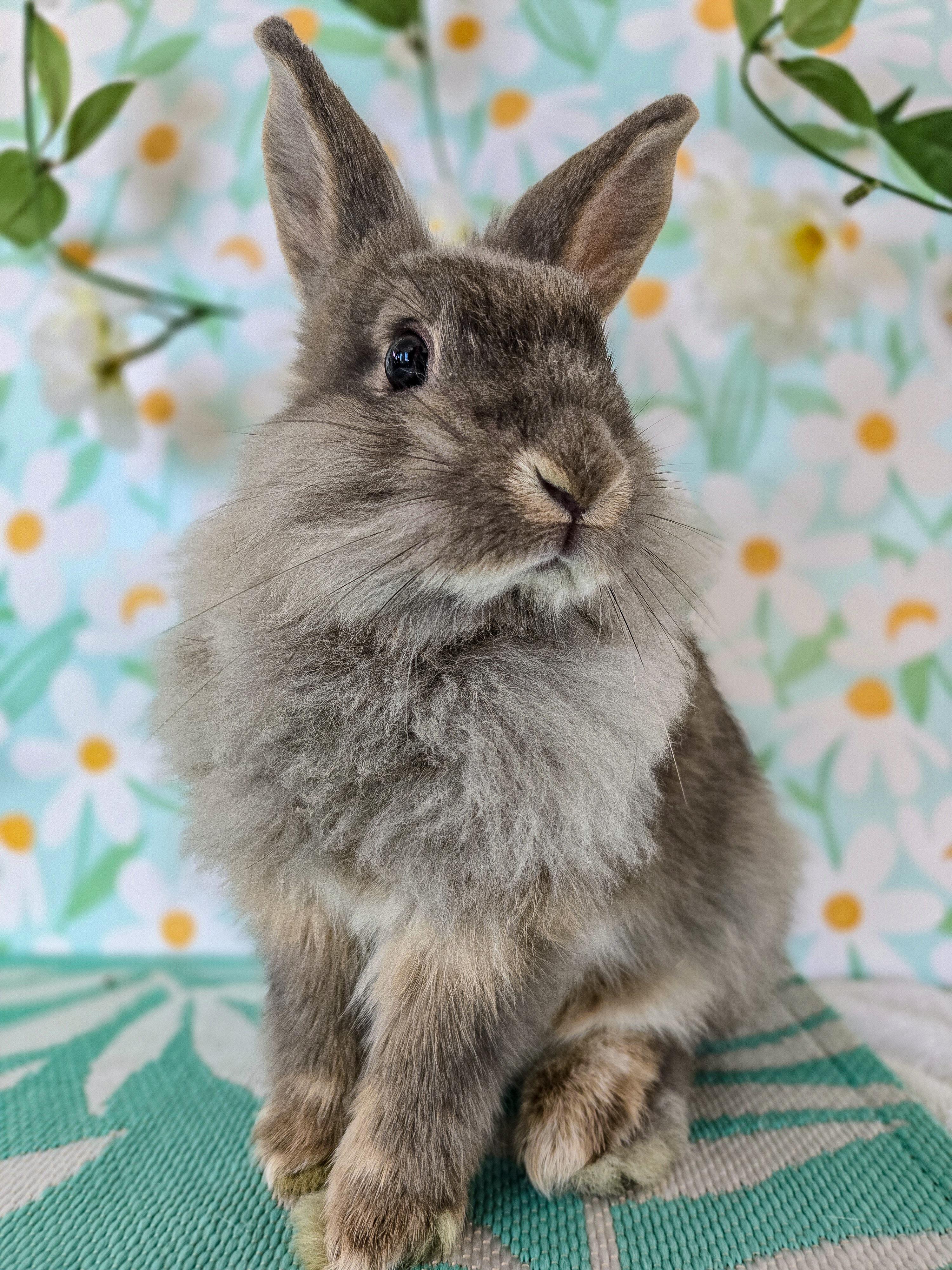Dusty, a ADOPTABLE Lionhead in Long Beach, CA image 3/3