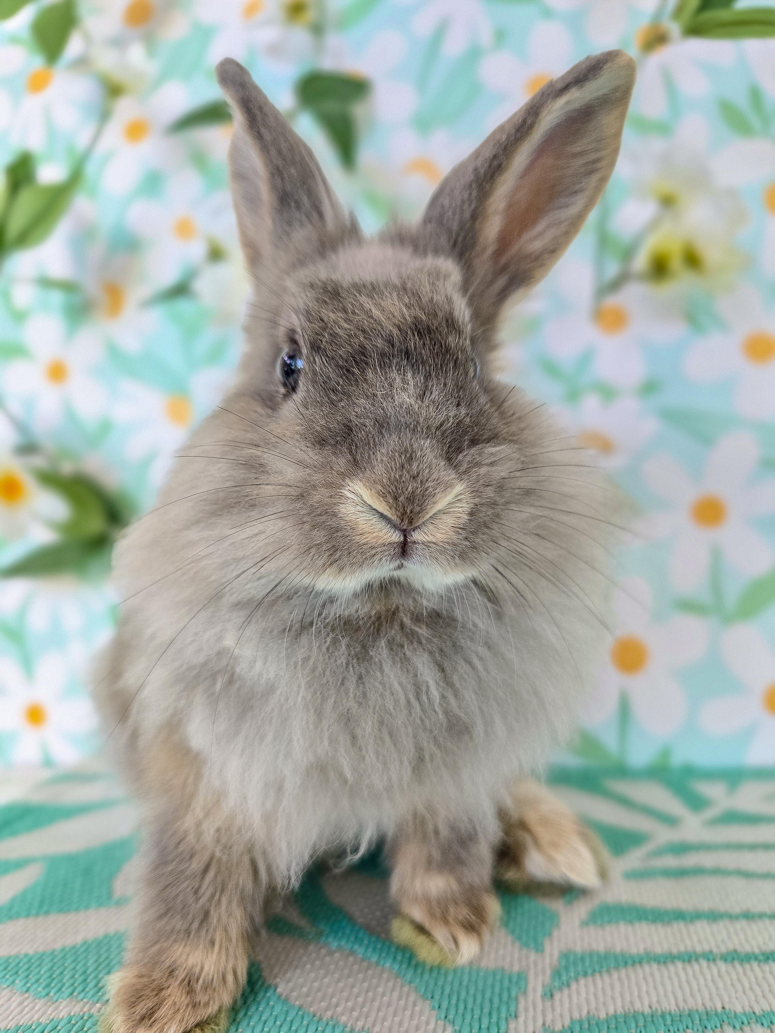 Dusty, ADOPTABLE, Young Male Lionhead.