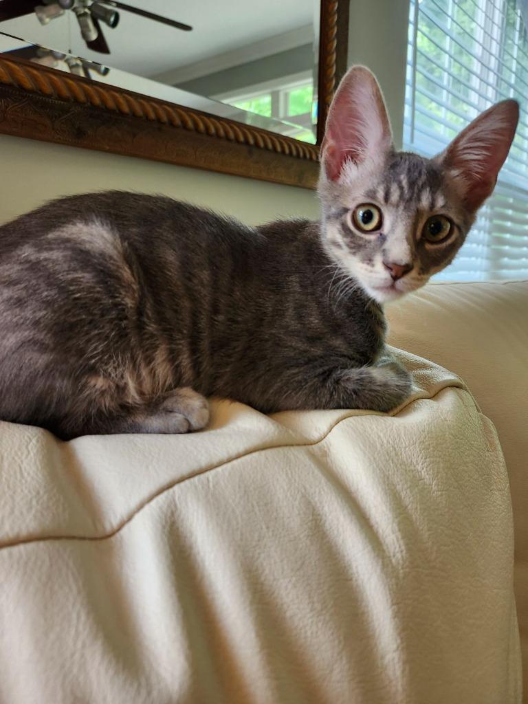 Austin, Adoptable, Young Male Domestic Short Hair.