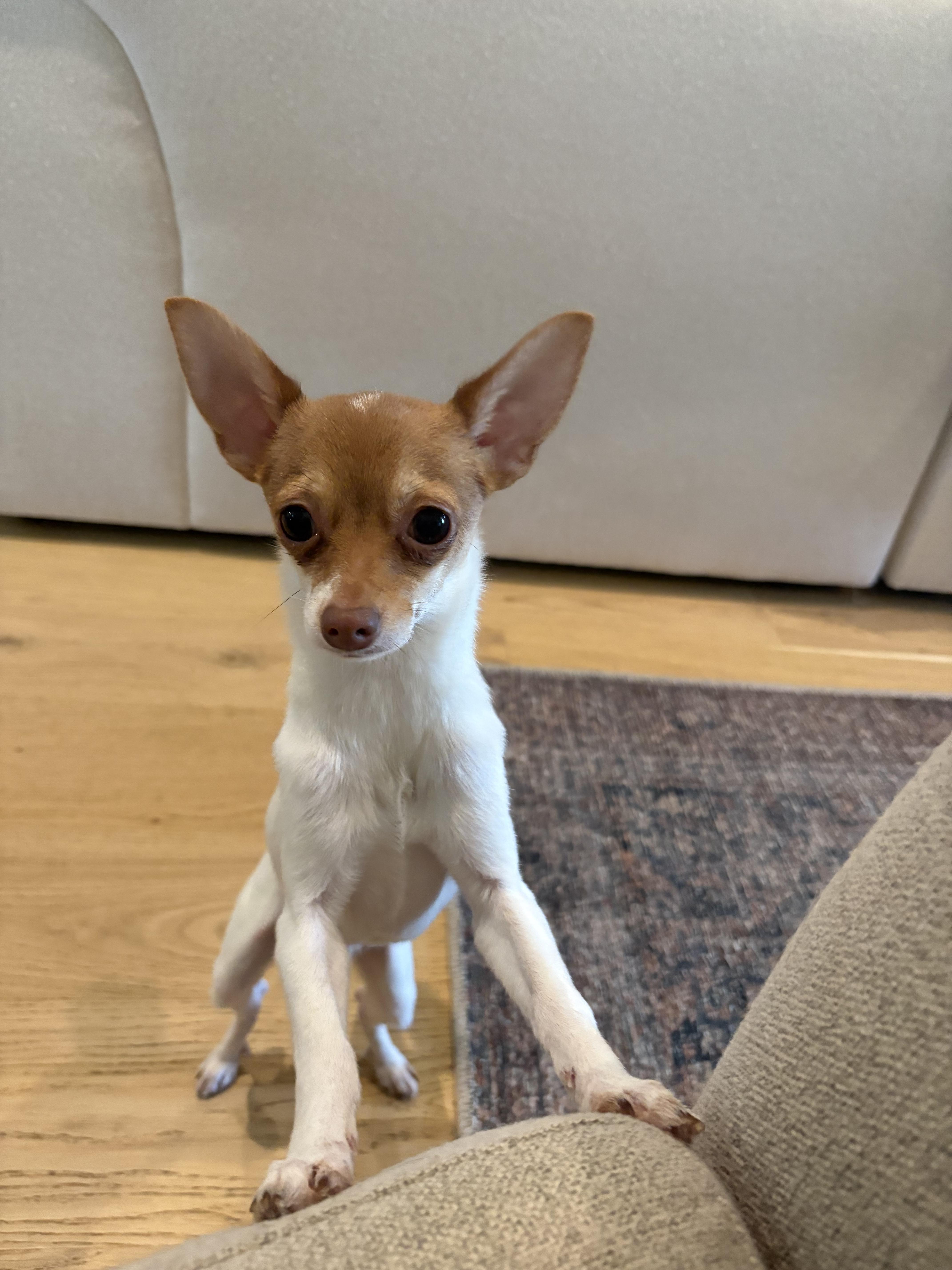 Enlarge Morty, an adopted Chihuahua in Arlington , VA image 3/5