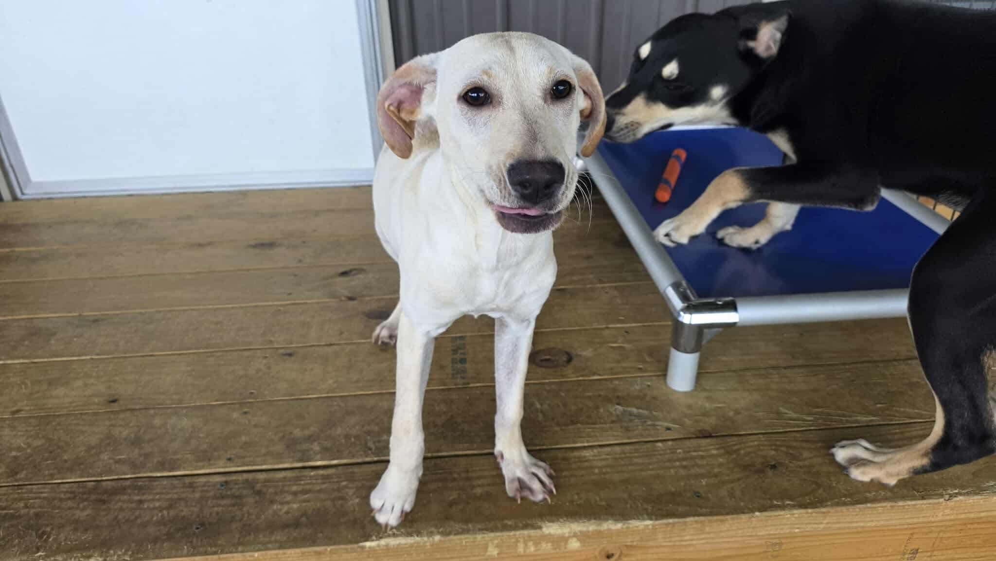 Enlarge Sandy, a Adoptable mixed breed in Cedar Rapids, IA image 5/6