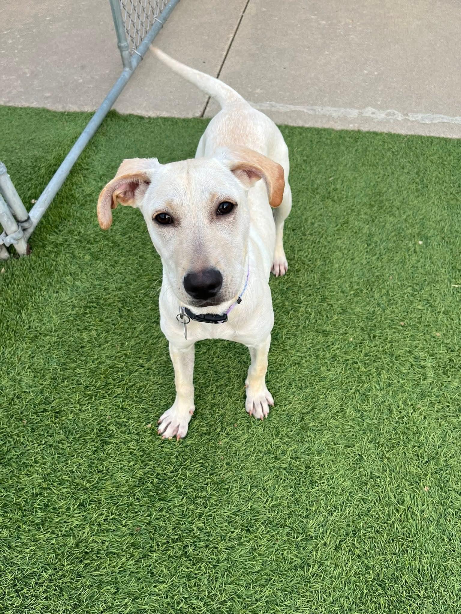 Enlarge Sandy, a Adoptable mixed breed in Cedar Rapids, IA image 2/6