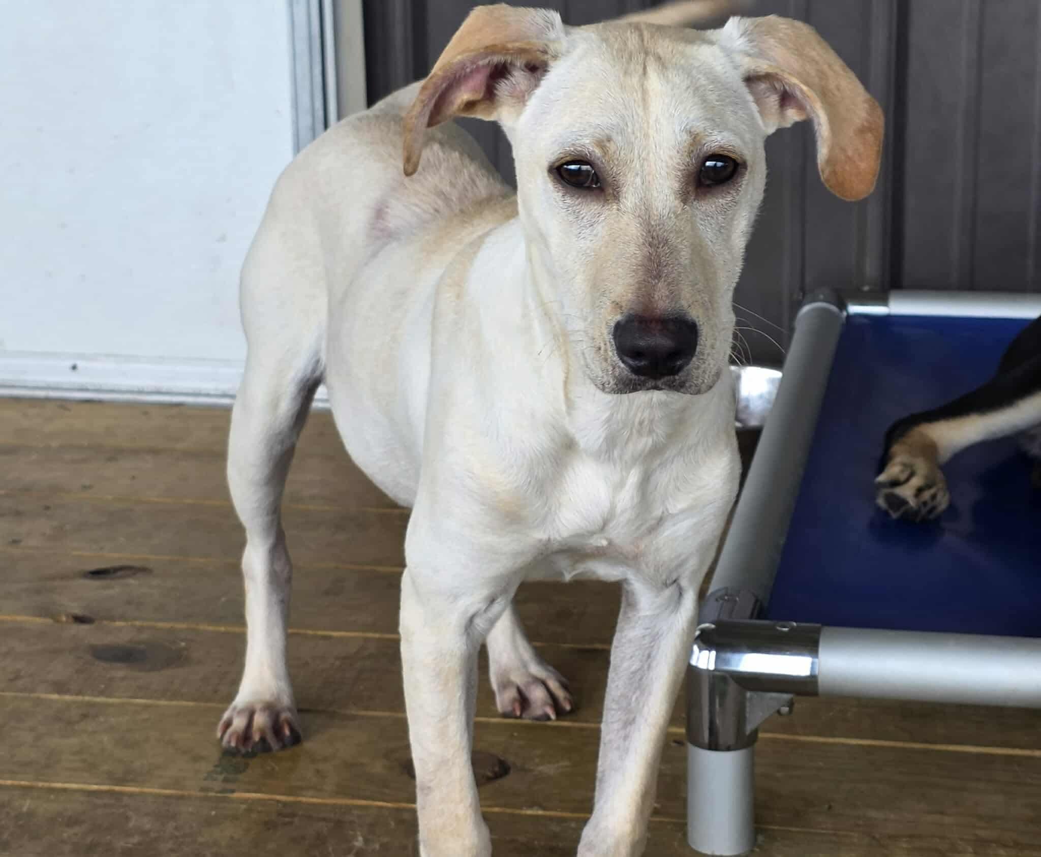 Sandy, Adoptable, Puppy Female Labrador Retriever & Mixed Breed.