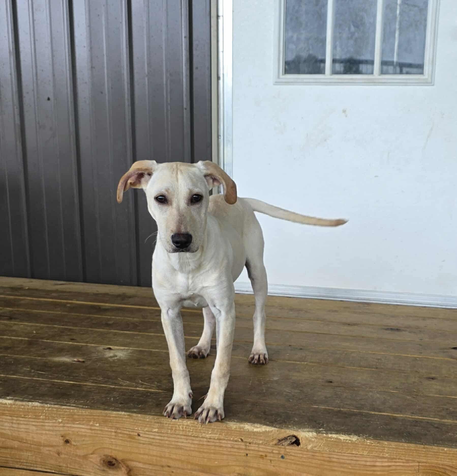 Enlarge Sandy, a Adoptable mixed breed in Cedar Rapids, IA image 3/6
