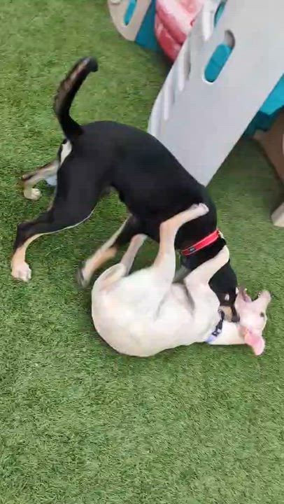 Enlarge Sandy, a Adoptable mixed breed in Cedar Rapids, IA video 6/6