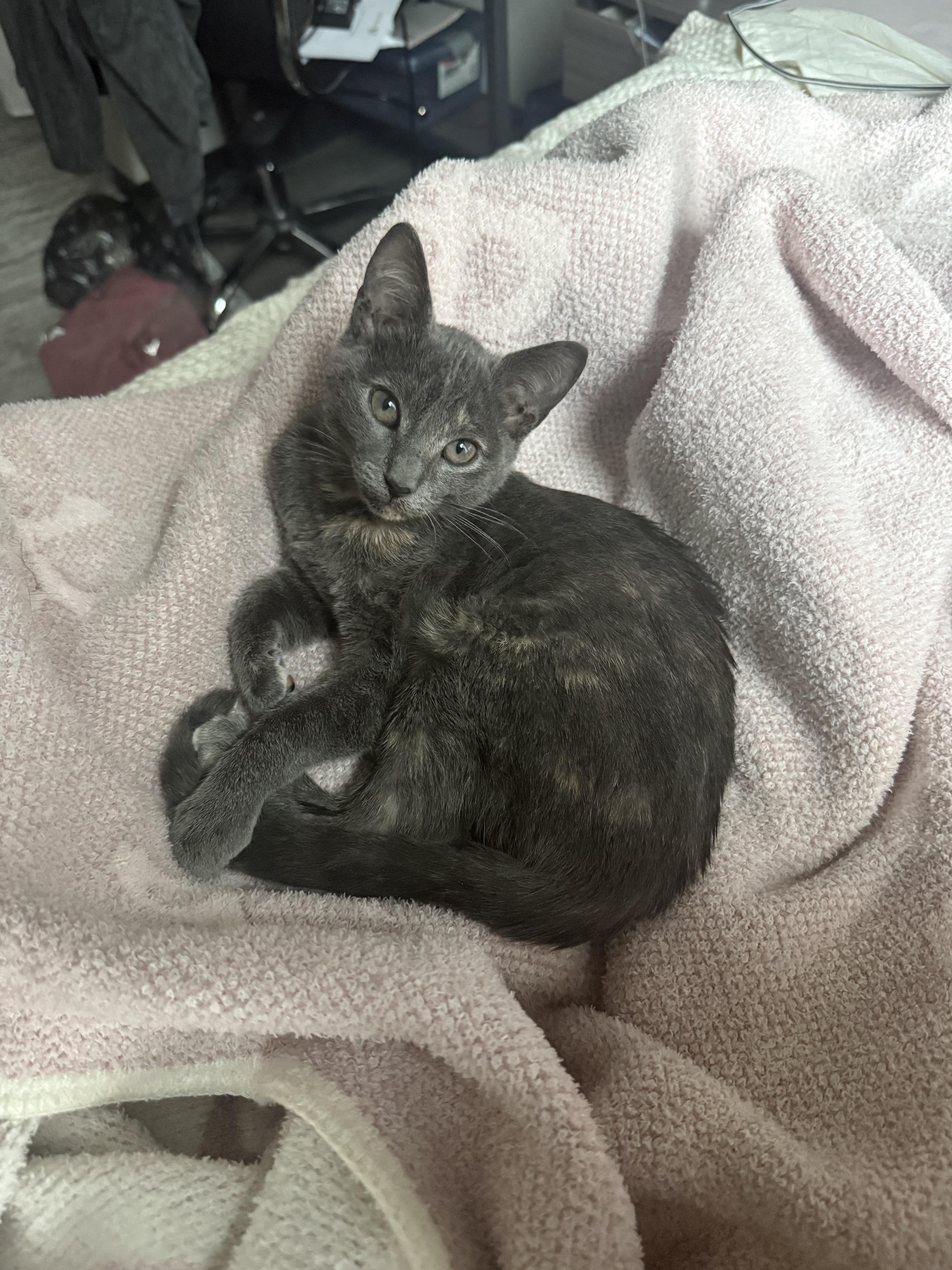 Meg, a Adoptable Domestic Short Hair in Washington, DC image 4/4