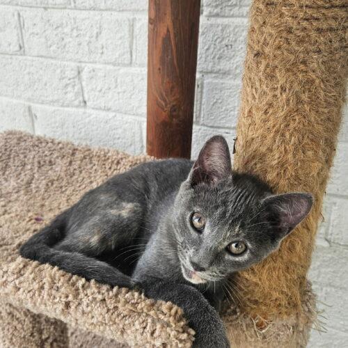 Meg, a Adoptable Domestic Short Hair in Washington, DC image 2/4