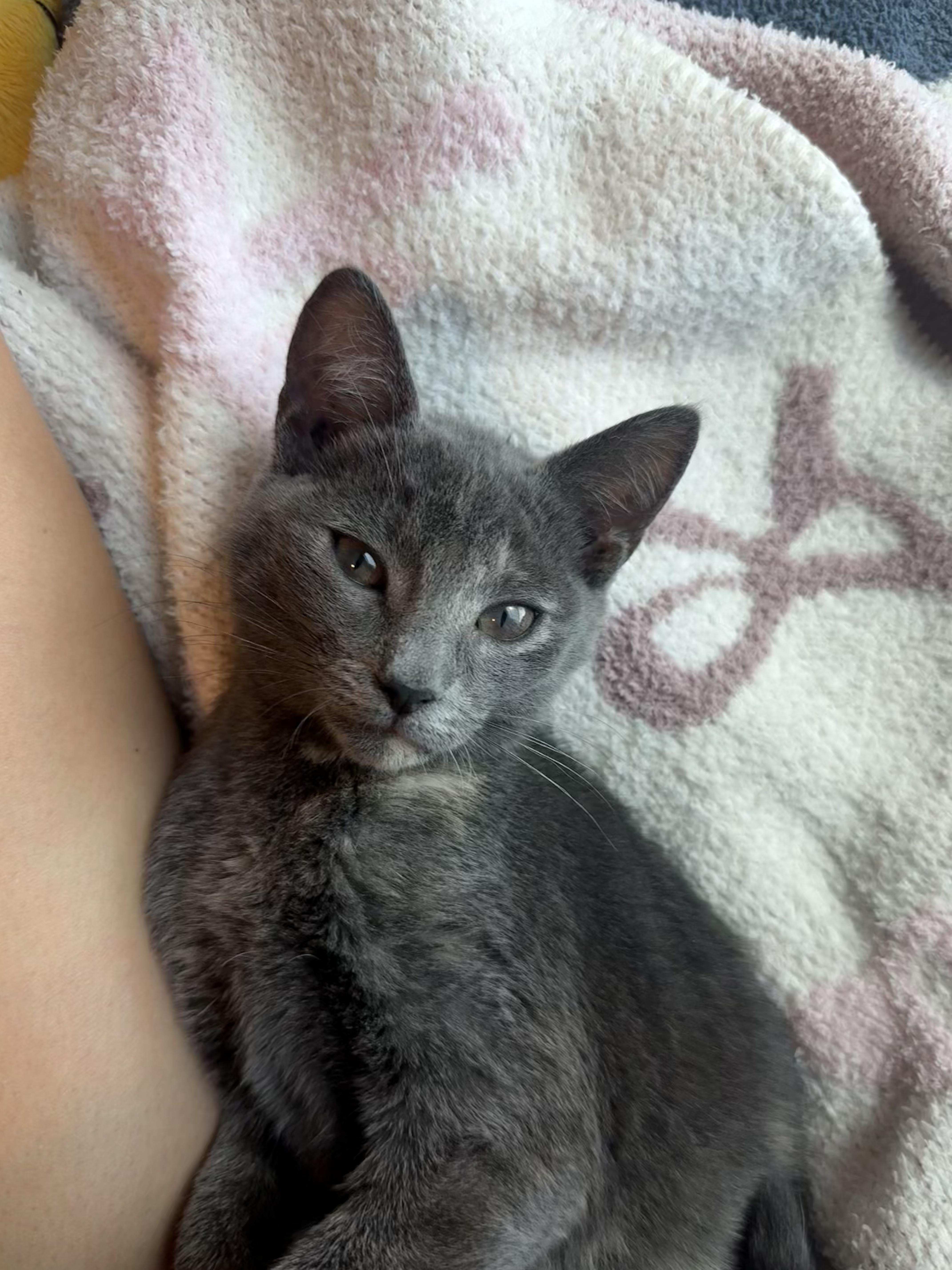 Meg, a Adoptable Domestic Short Hair in Washington, DC image 1/4