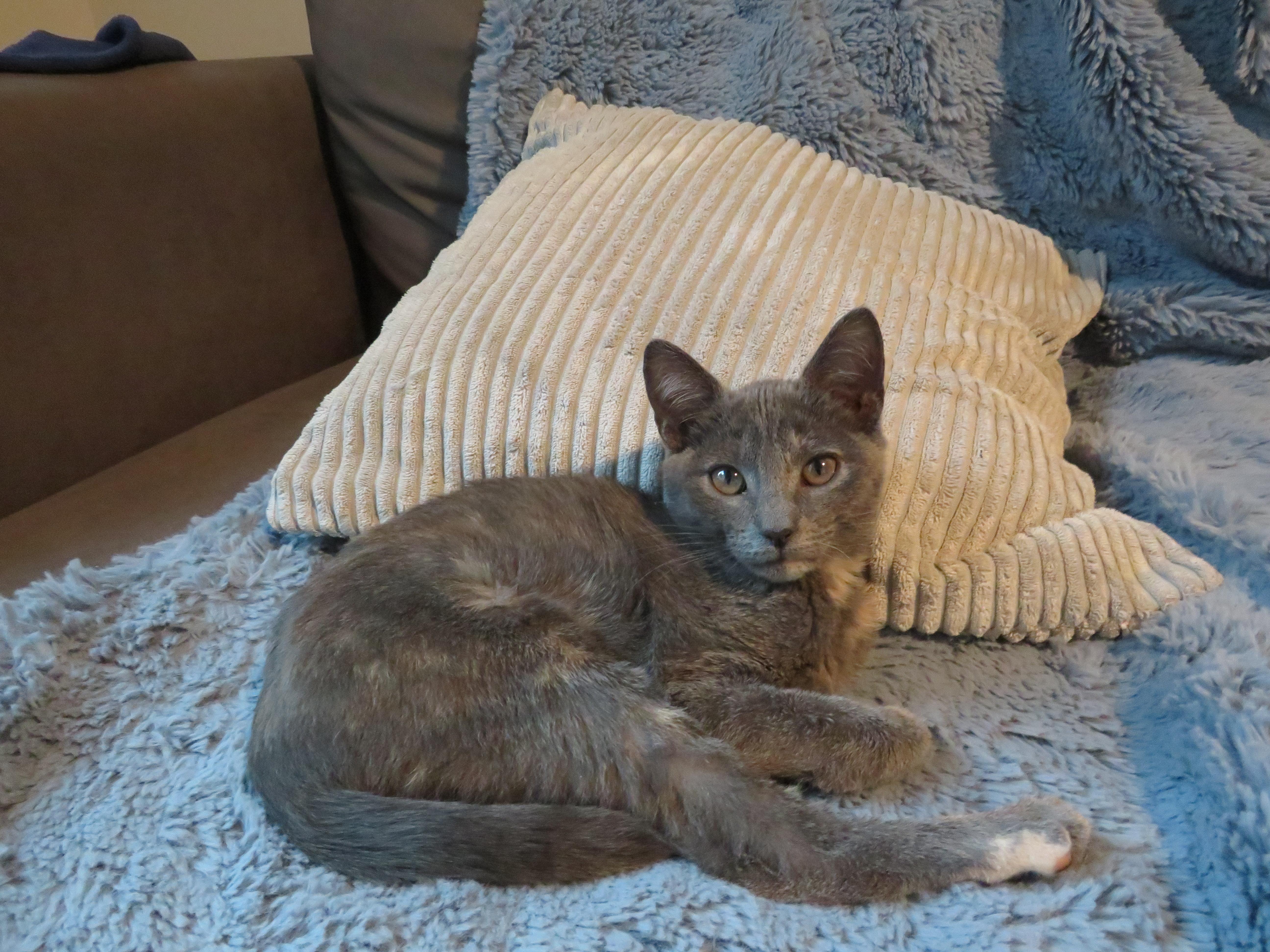Meg, a Adoptable Domestic Short Hair in Washington, DC image 3/4