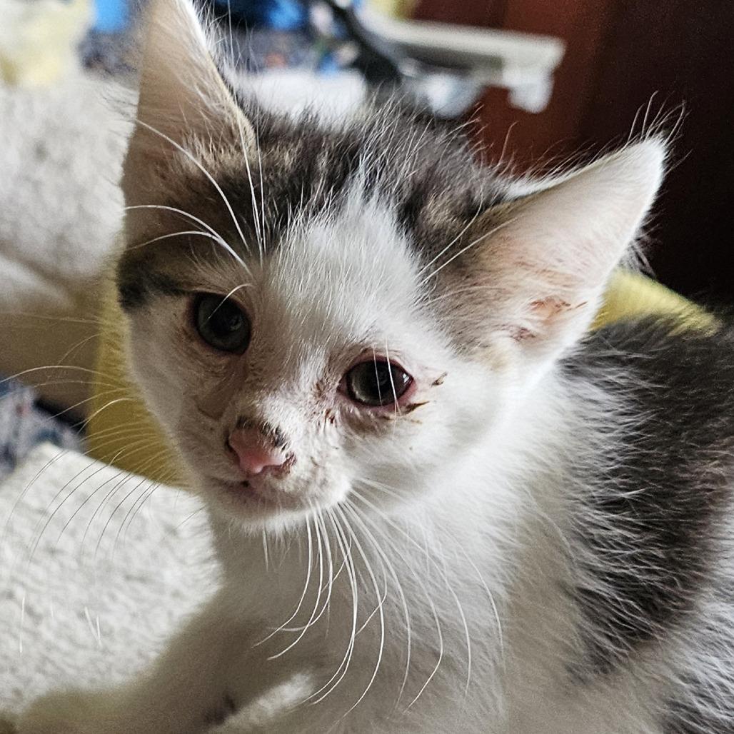 Titan, Adoptable, Young Male Domestic Short Hair.