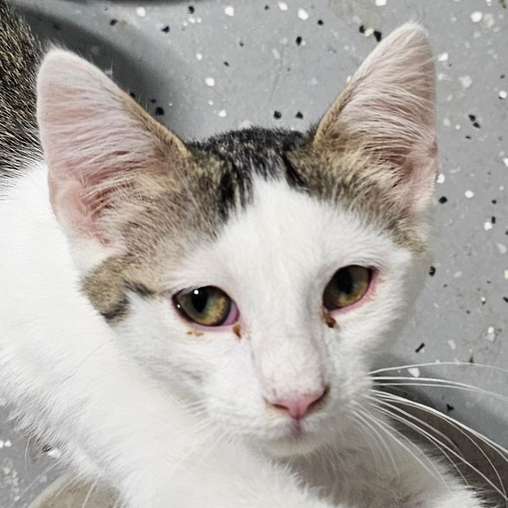 Enlarge Titan, a Adoptable Domestic Short Hair in Grinnell, IA image 2/3