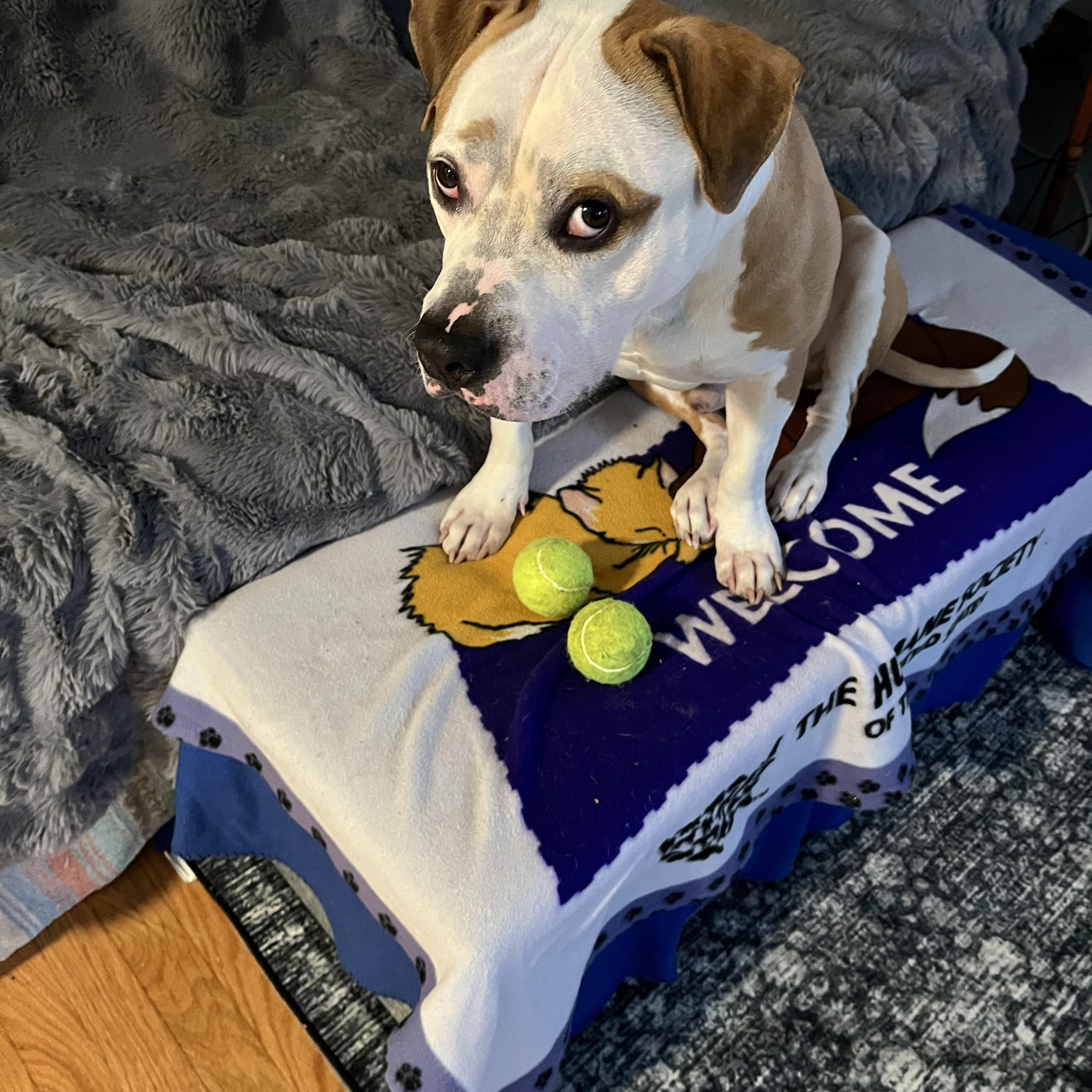 Enlarge Shade, a ADOPTABLE mixed breed in East Moriches, NY image 1/6