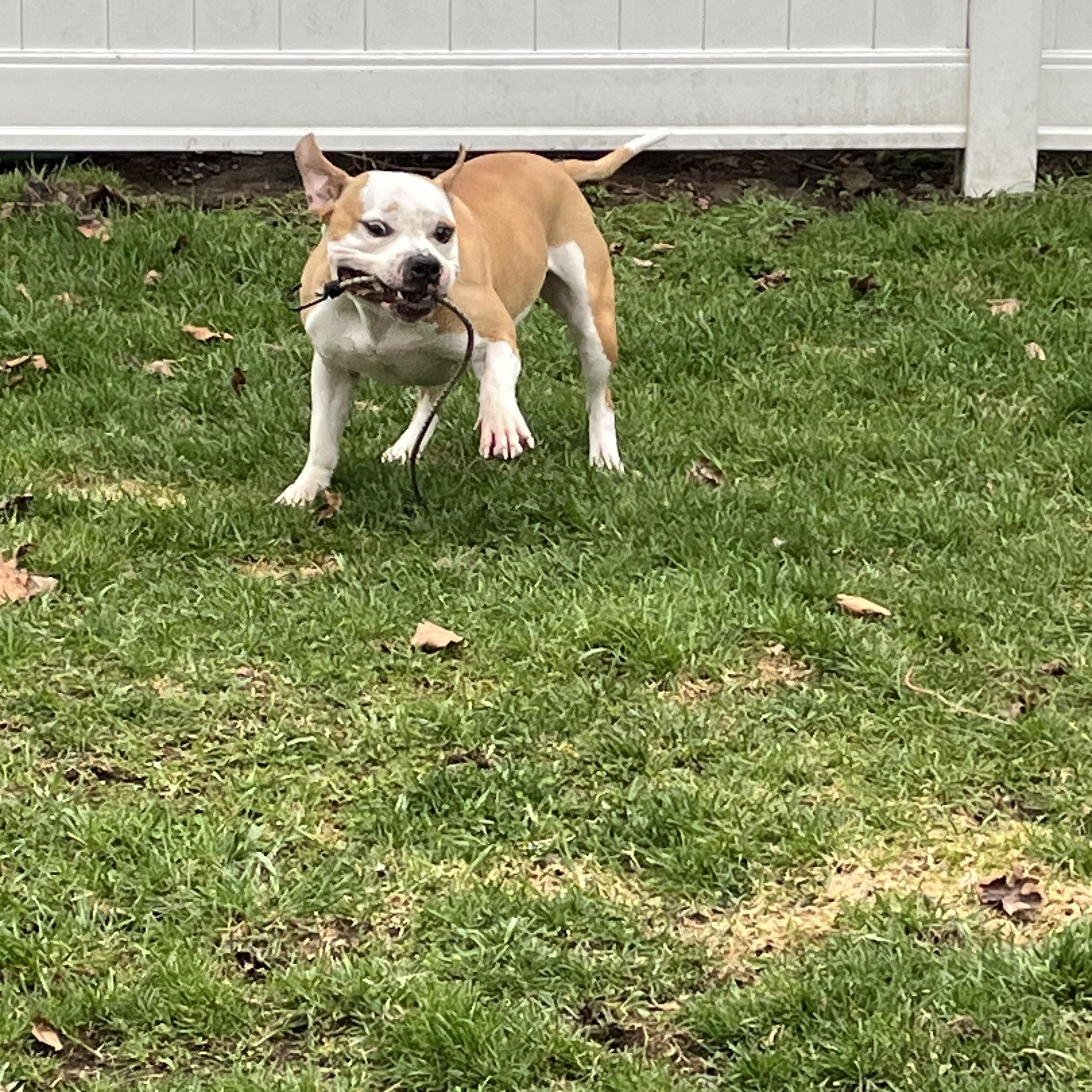 Enlarge Shade, a ADOPTABLE mixed breed in East Moriches, NY image 4/6
