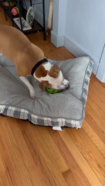 Enlarge Shade, a ADOPTABLE mixed breed in East Moriches, NY video 5/6