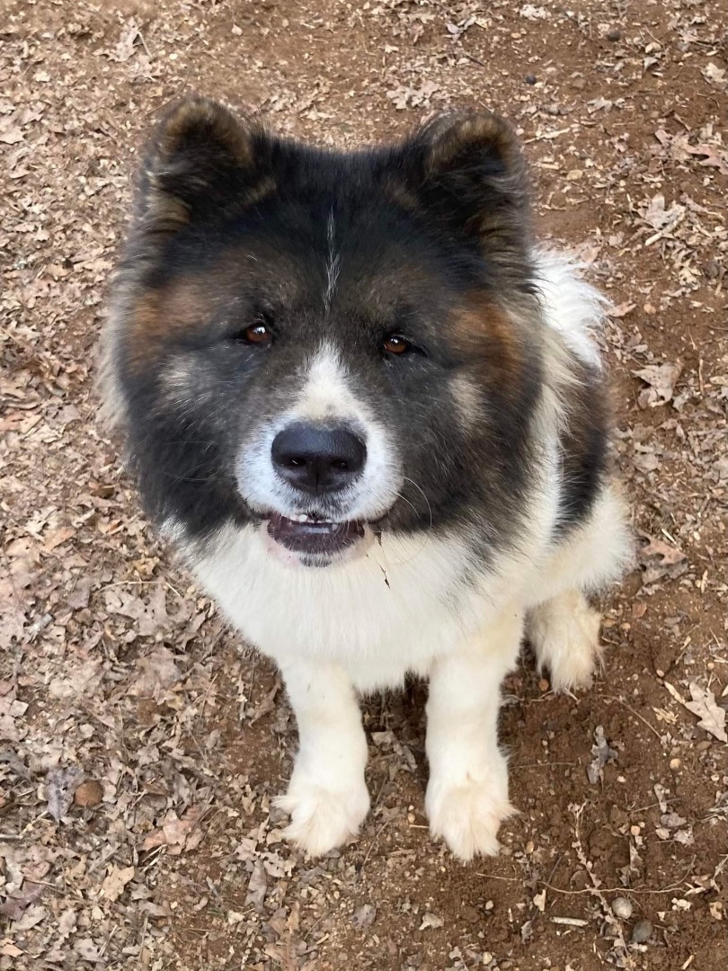 Cedar, a Adoptable Akita in Jacksonville, FL image 1/10