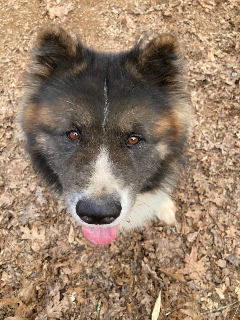 Cedar, a Adoptable Akita in Jacksonville, FL image 2/10