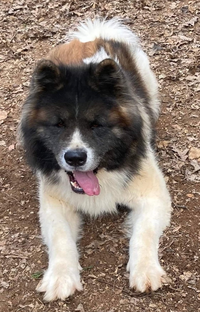 Cedar, a Adoptable Akita in Jacksonville, FL image 3/10