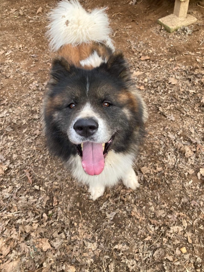 Cedar, a Adoptable Akita in Jacksonville, FL image 4/10