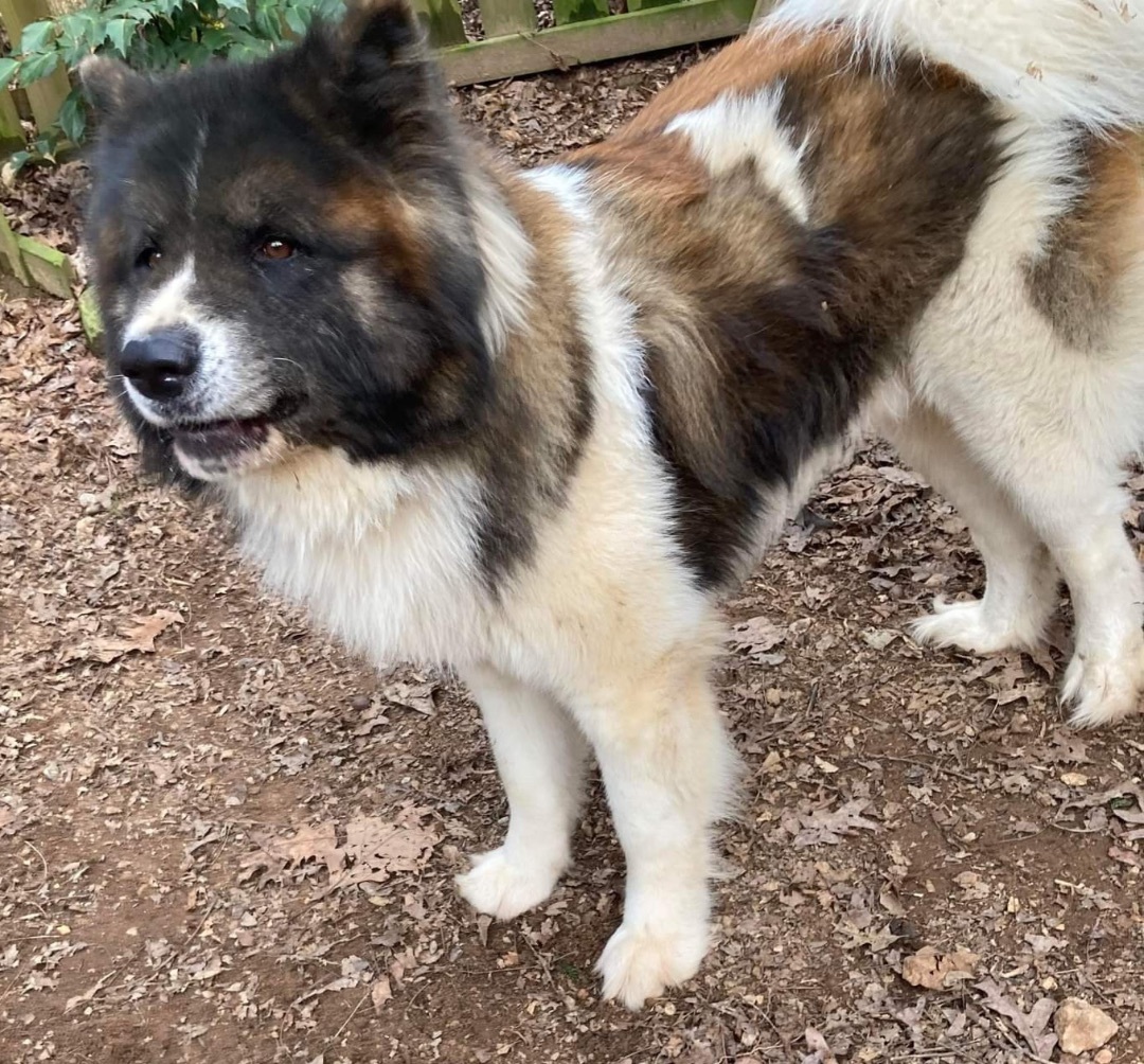 Cedar, a Adoptable Akita in Jacksonville, FL image 5/10