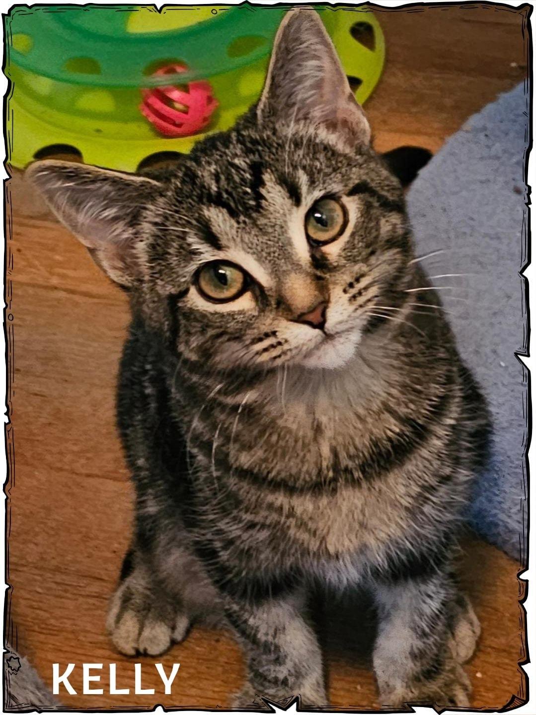 Kelly, adopted, Kitten Female Domestic Short Hair.