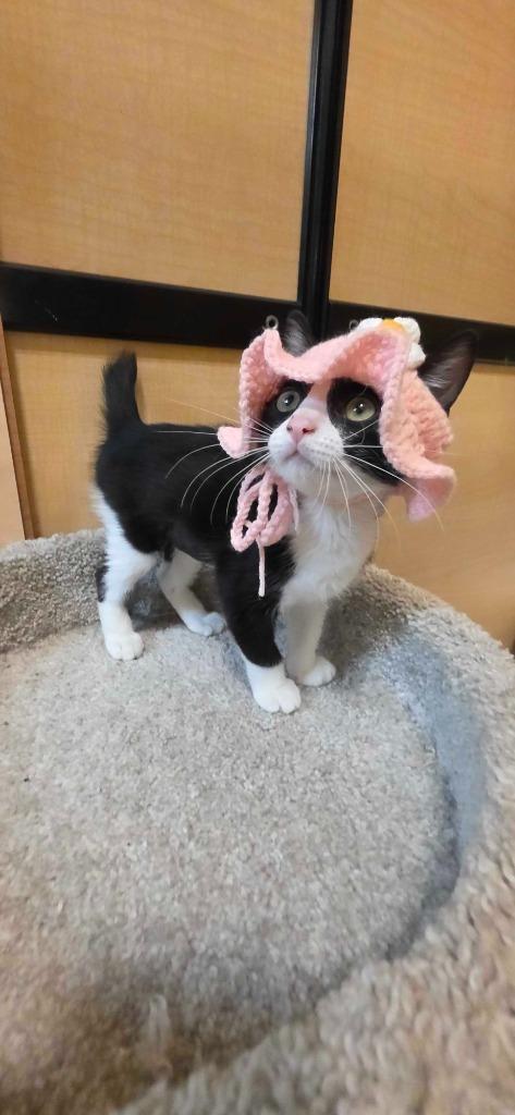 Cinnamon Roll, Adoptable, Kitten Female Domestic Short Hair.