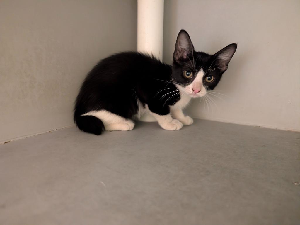 Enlarge Cinnamon Roll, a Adopted mixed breed in Rowlett, TX image 2/3