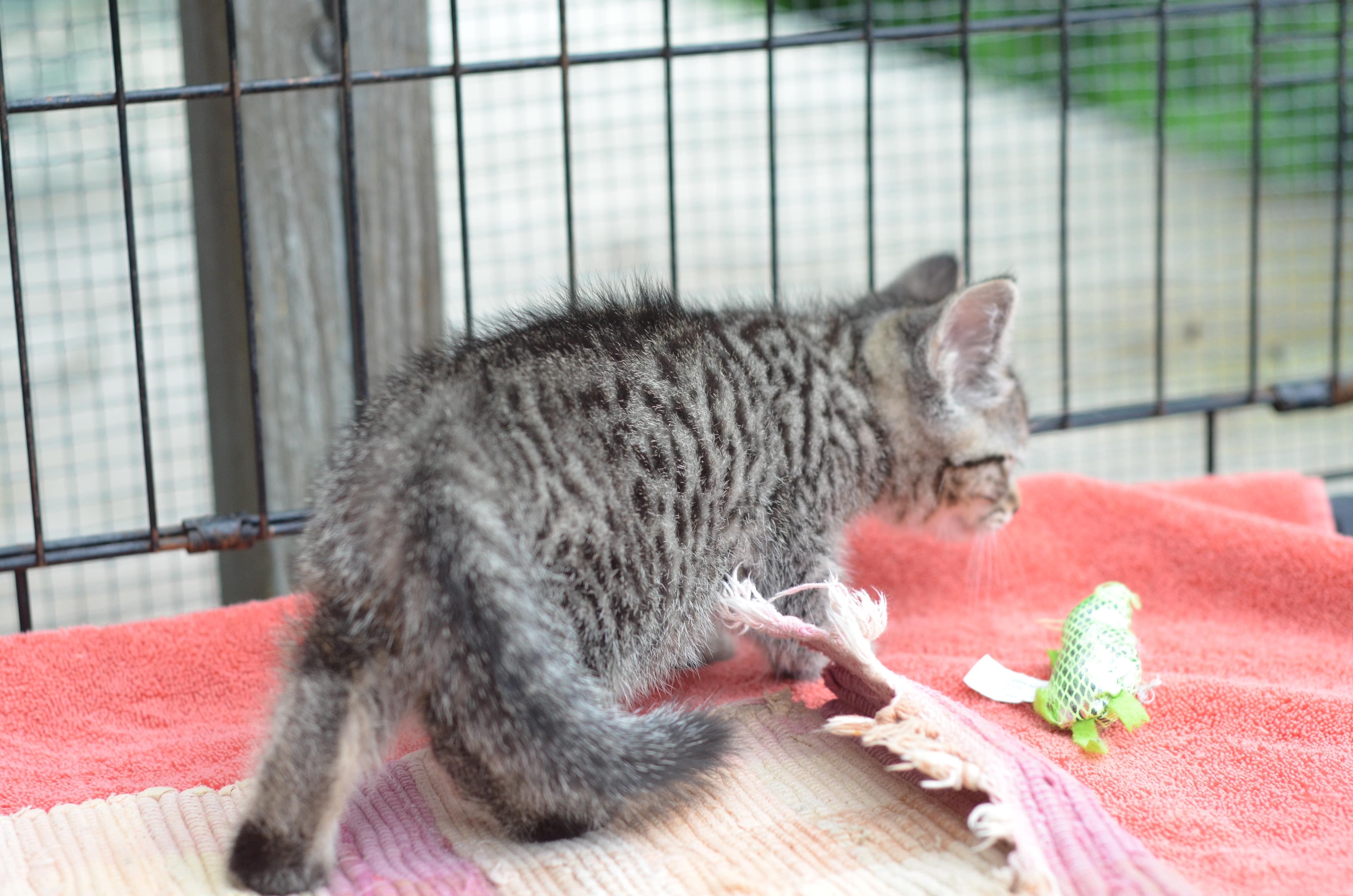 Quincy, Adopted, Young Male Tabby.