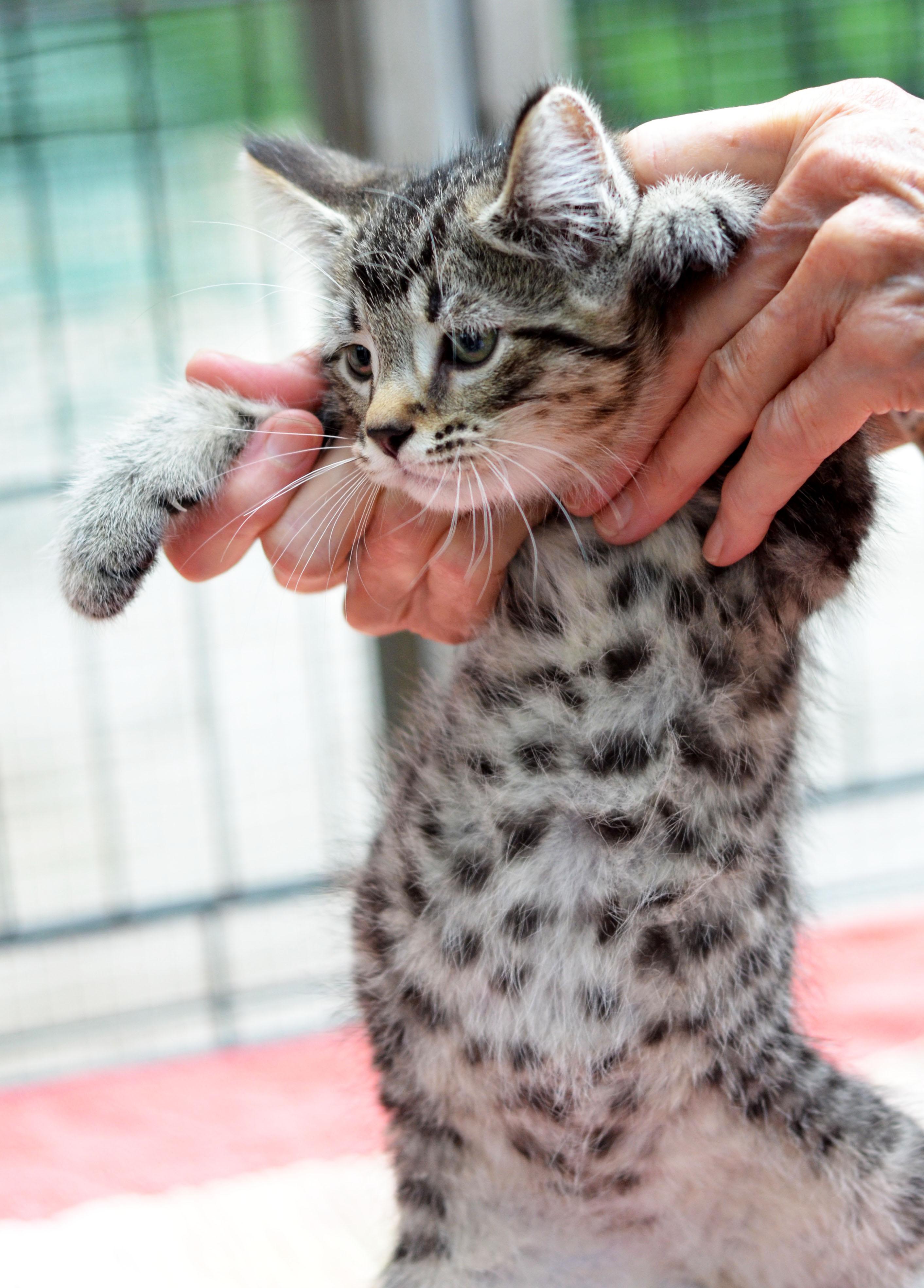 Enlarge Quincy, a Adopted Tabby in Leicester, NC image 2/4