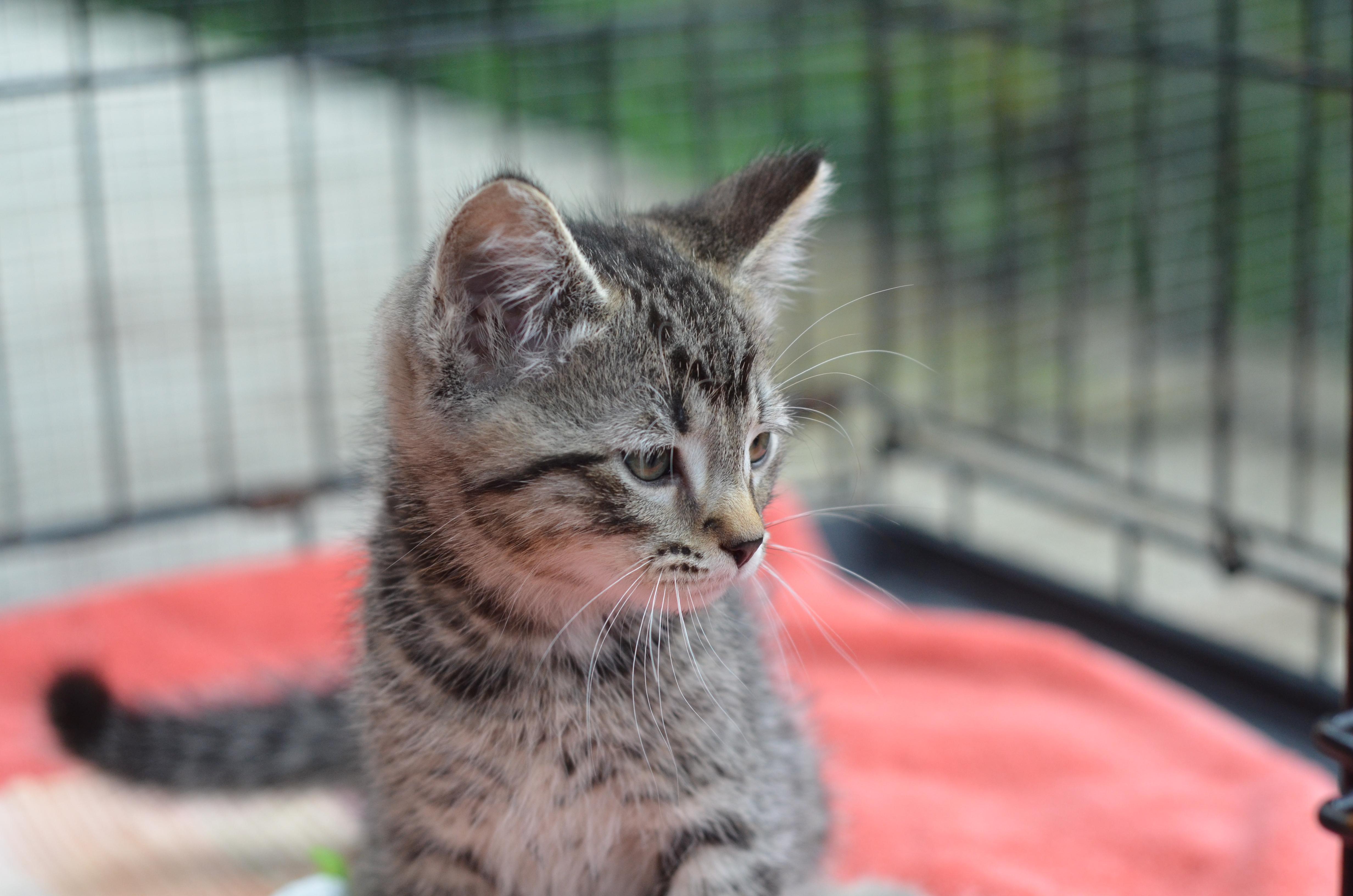 Enlarge Quincy, a Adopted Tabby in Leicester, NC image 3/4