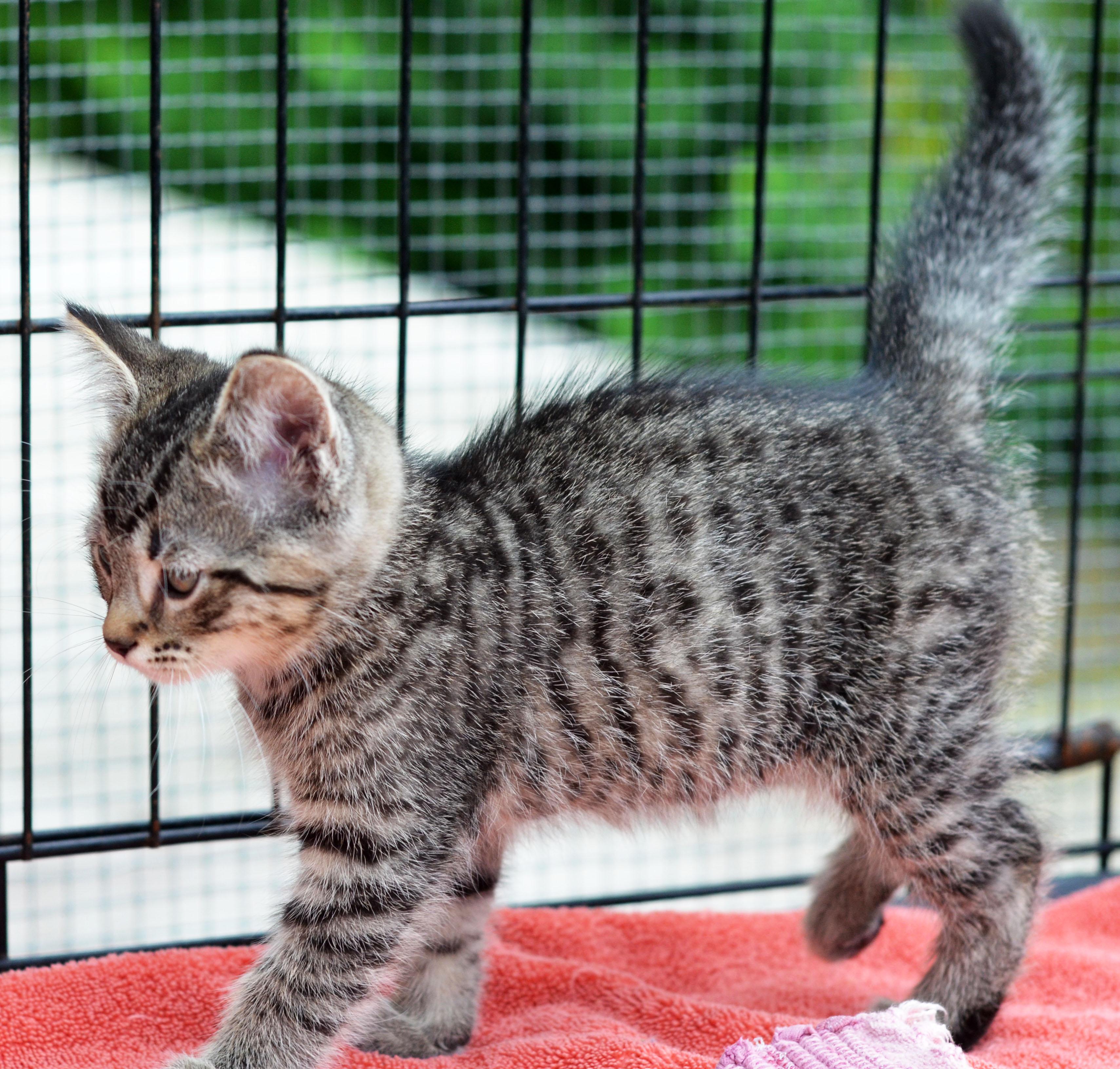 Enlarge Quincy, a Adopted Tabby in Leicester, NC image 4/4