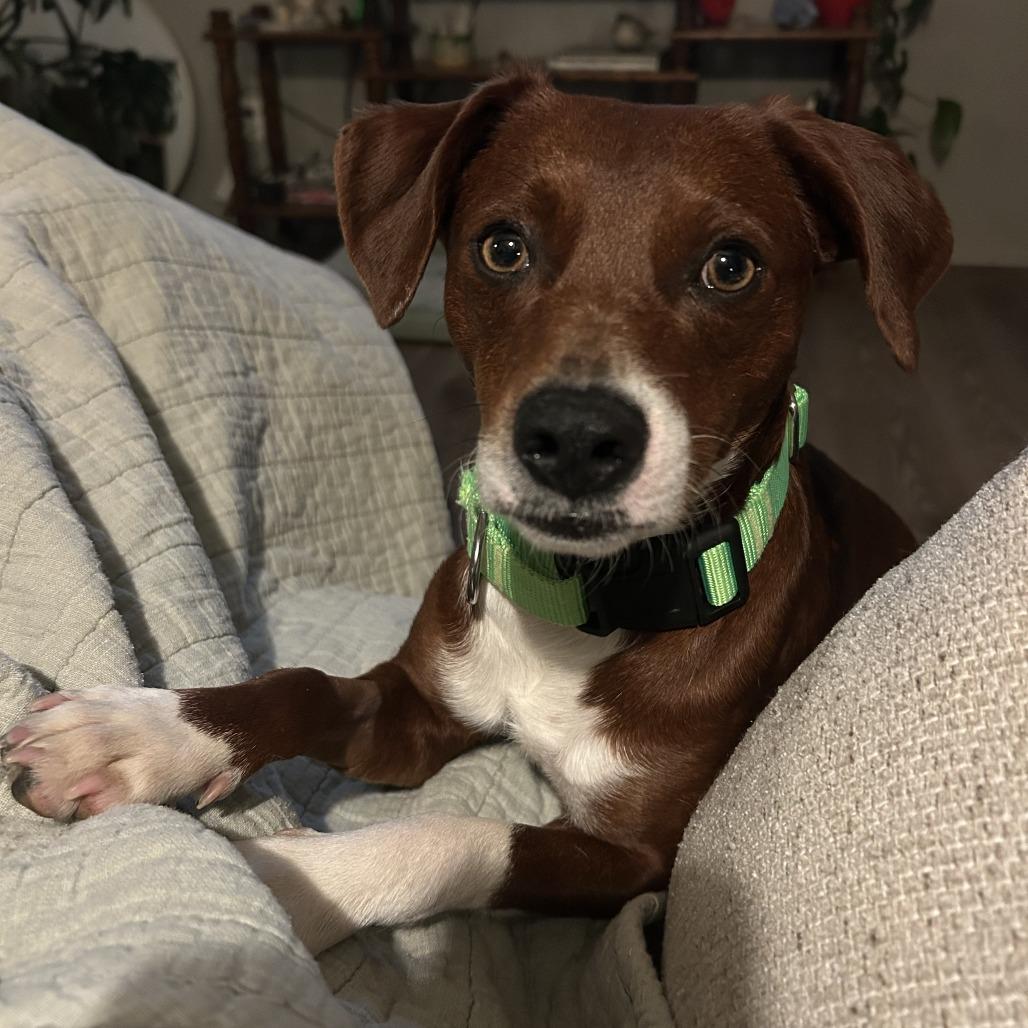 Enlarge Pip, a Adoptable Mixed Breed in Fayetteville, AR image 1/6