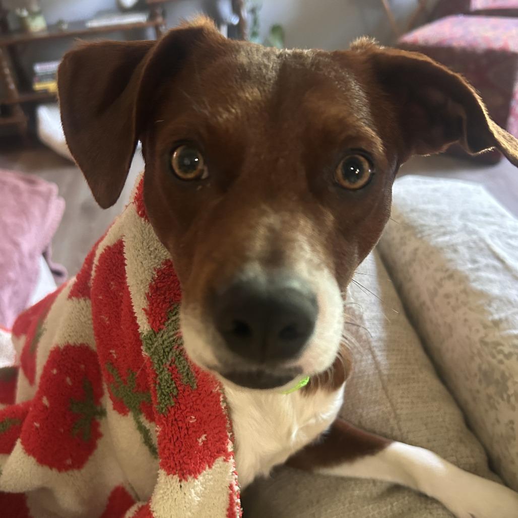 Enlarge Pip, a Adoptable Mixed Breed in Fayetteville, AR image 2/6