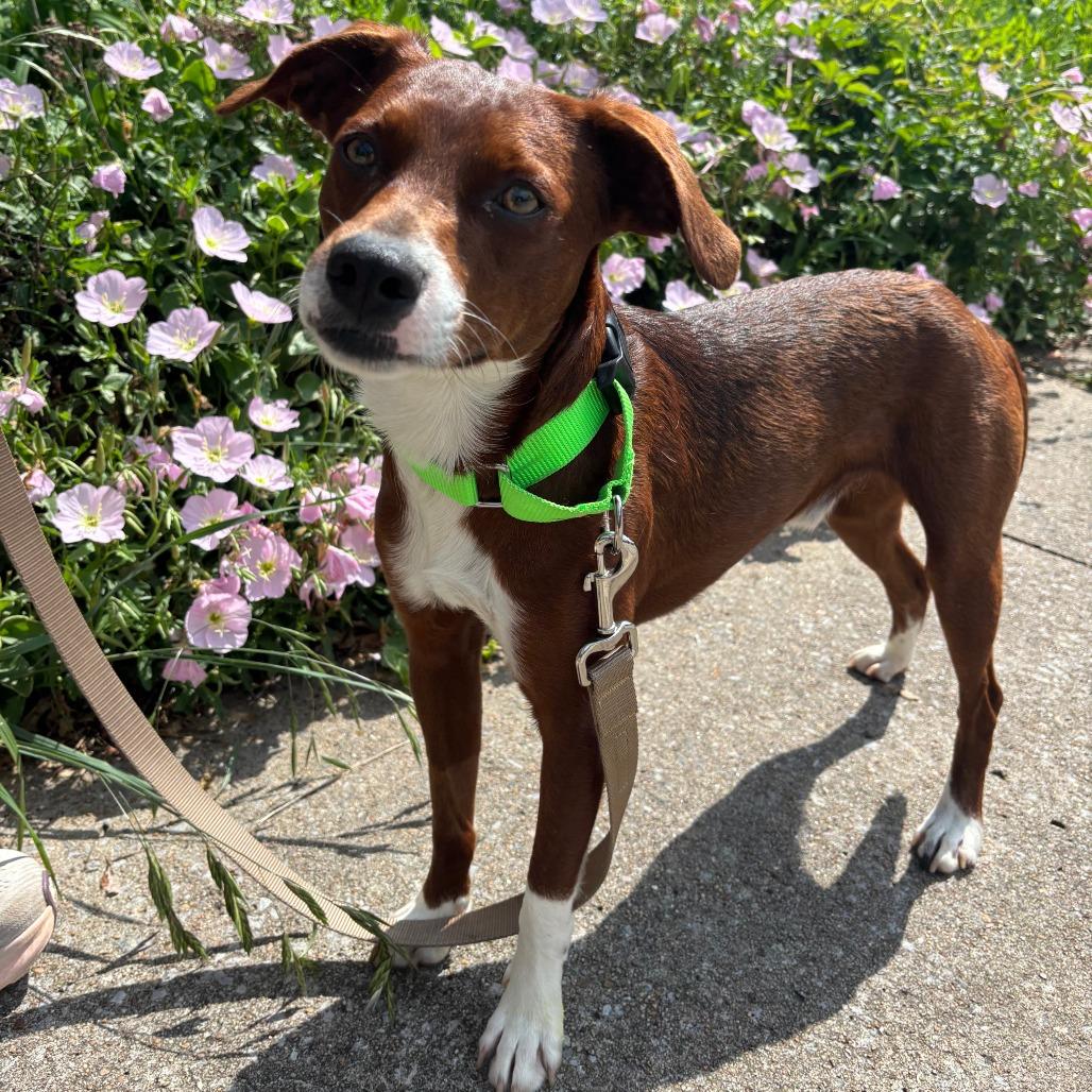 Enlarge Pip, a Adoptable Mixed Breed in Fayetteville, AR image 3/6