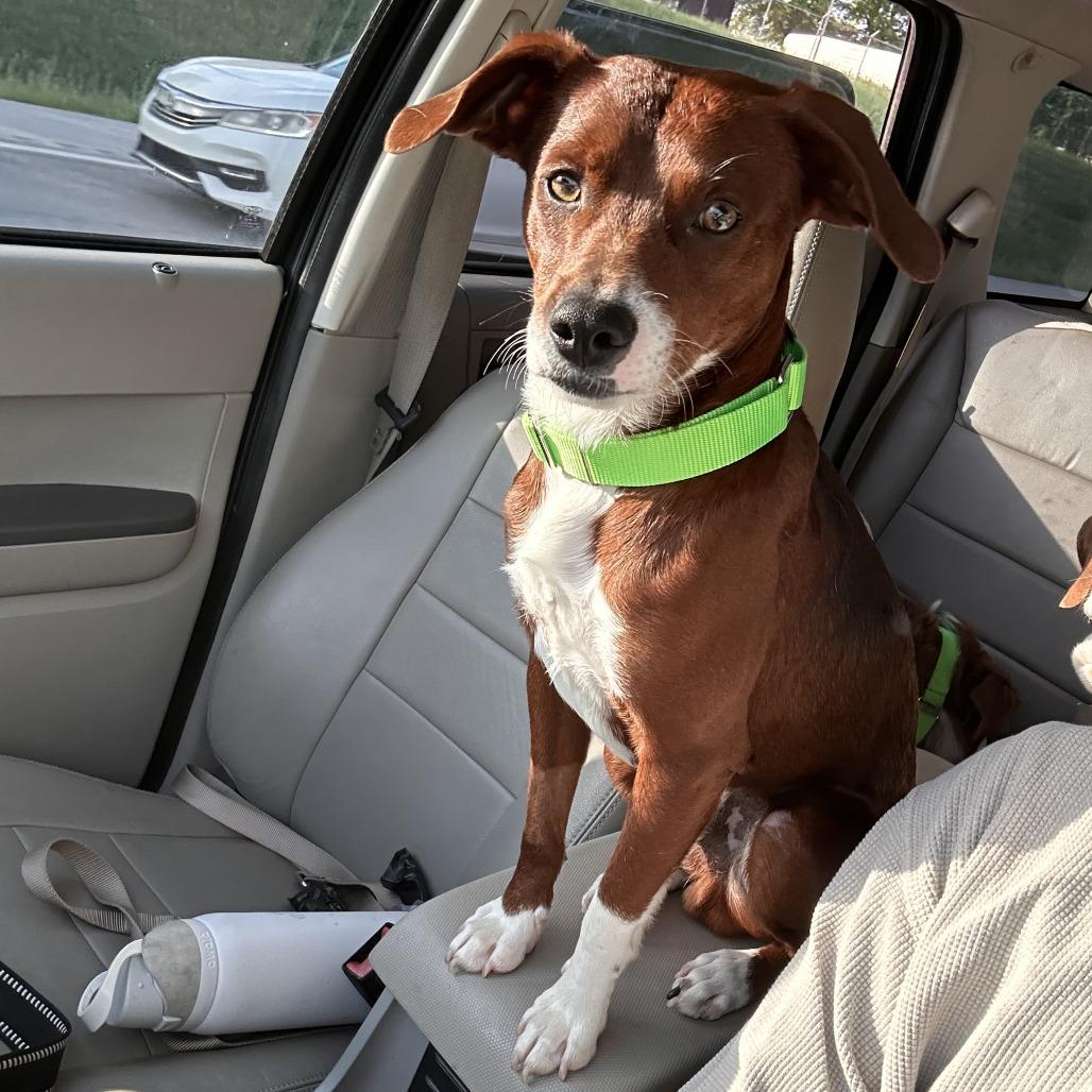 Enlarge Pip, a Adoptable Mixed Breed in Fayetteville, AR image 4/6