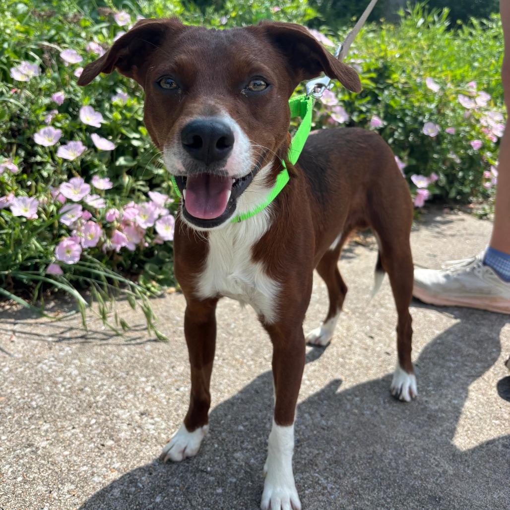 Enlarge Pip, a Adoptable Mixed Breed in Fayetteville, AR image 5/6