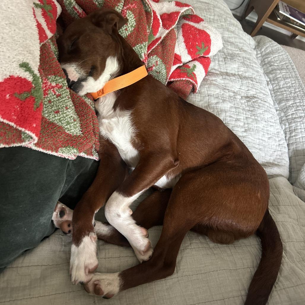 Enlarge Pip, a Adoptable Mixed Breed in Fayetteville, AR image 6/6