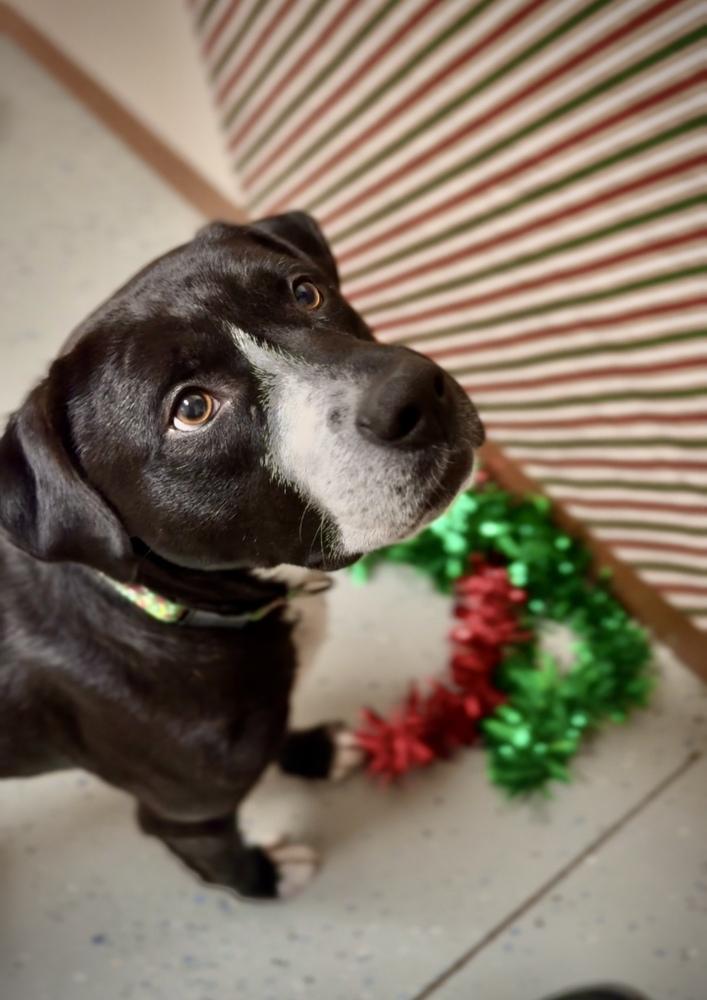 Enlarge SNOOPY, a Adoptable mixed breed in Rochester, IN image 1/6