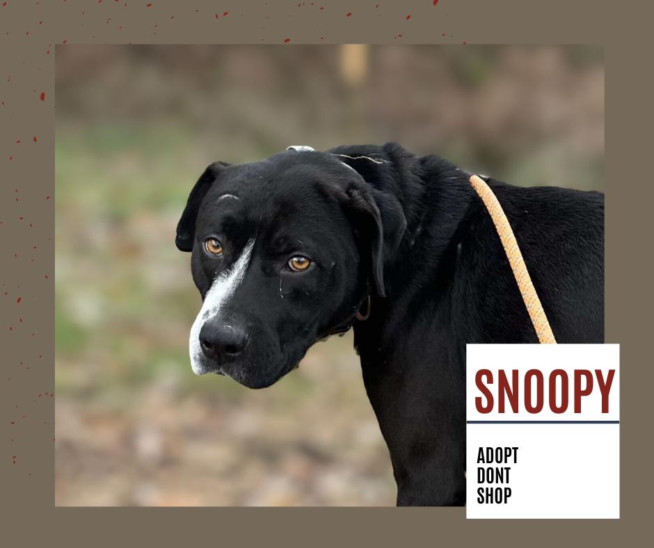 Enlarge SNOOPY, a Adoptable mixed breed in Rochester, IN image 2/6