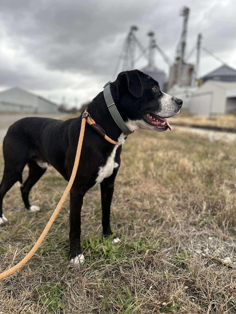 Enlarge SNOOPY, a Adoptable mixed breed in Rochester, IN image 3/6