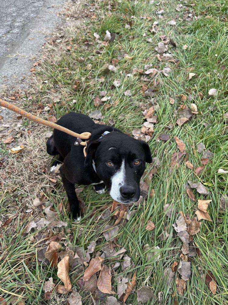 Enlarge SNOOPY, a Adoptable mixed breed in Rochester, IN image 4/6