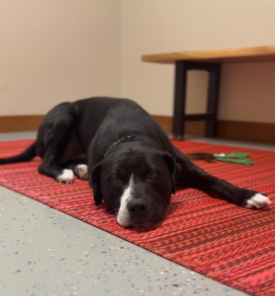 Enlarge SNOOPY, a Adoptable mixed breed in Rochester, IN image 5/6