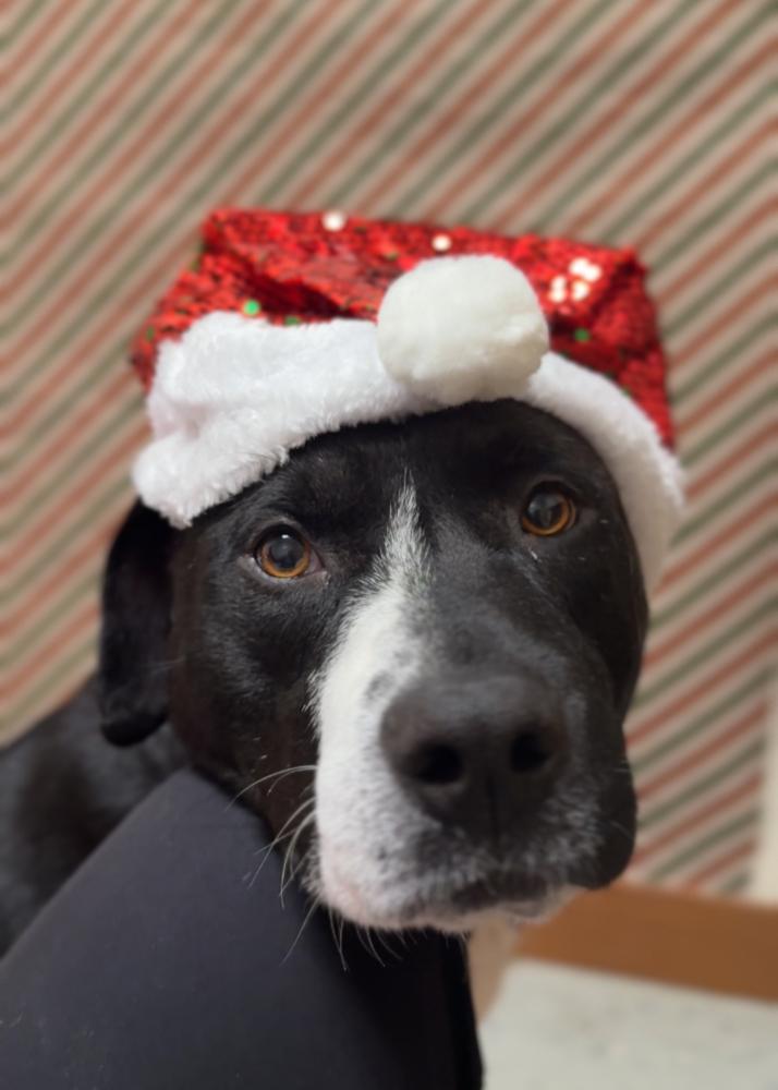 Enlarge SNOOPY, a Adoptable mixed breed in Rochester, IN image 6/6