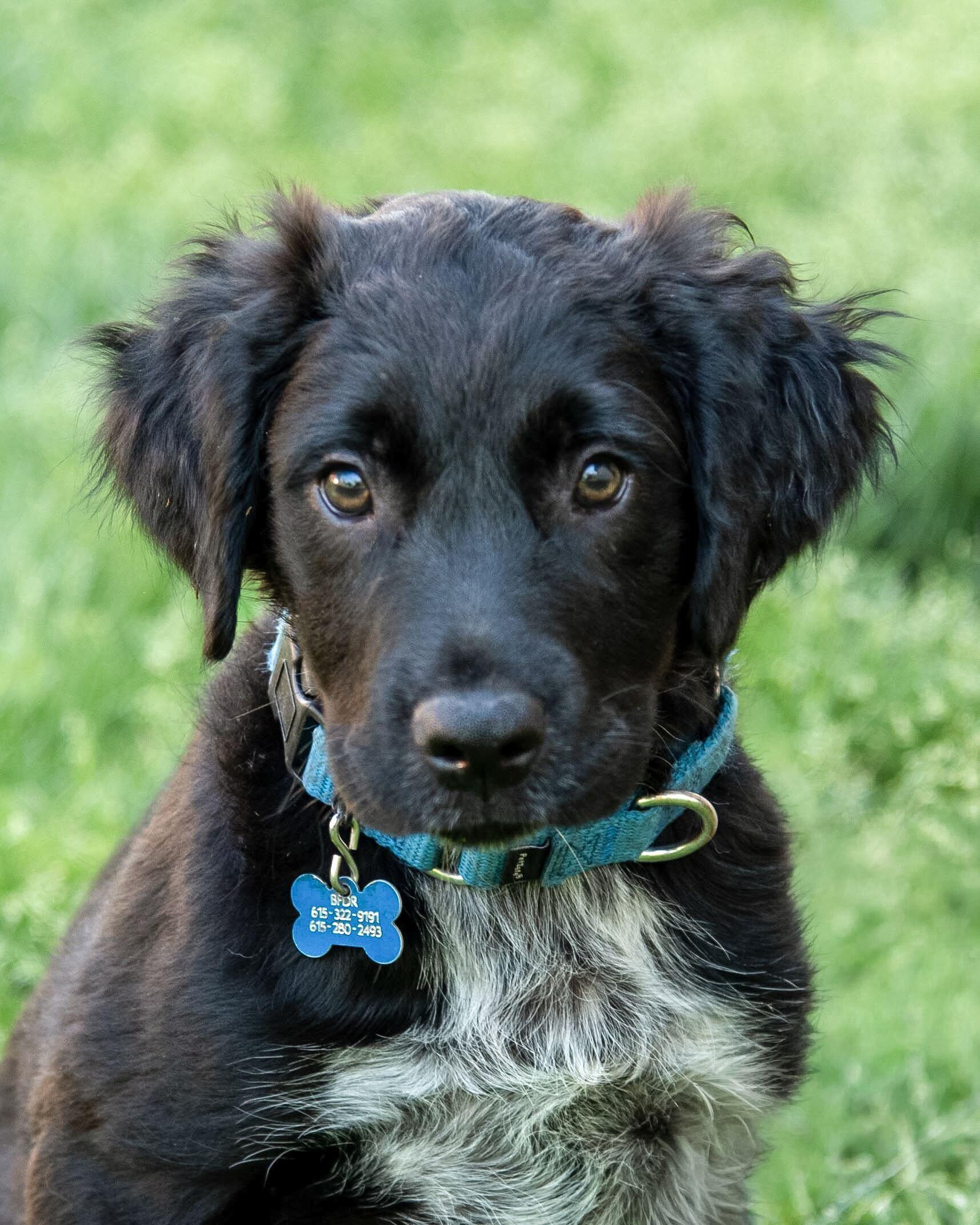 Watson, adopted, Puppy Male Australian Shepherd & Mixed Breed.