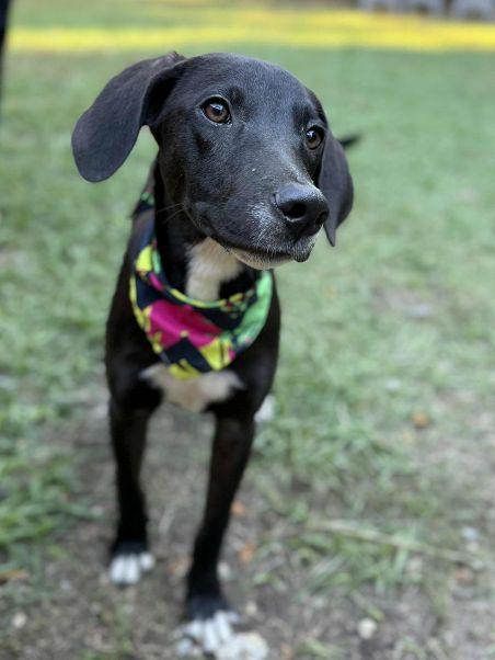 TUX, a Adoptable mixed breed in Birmingham, AL image 6/6