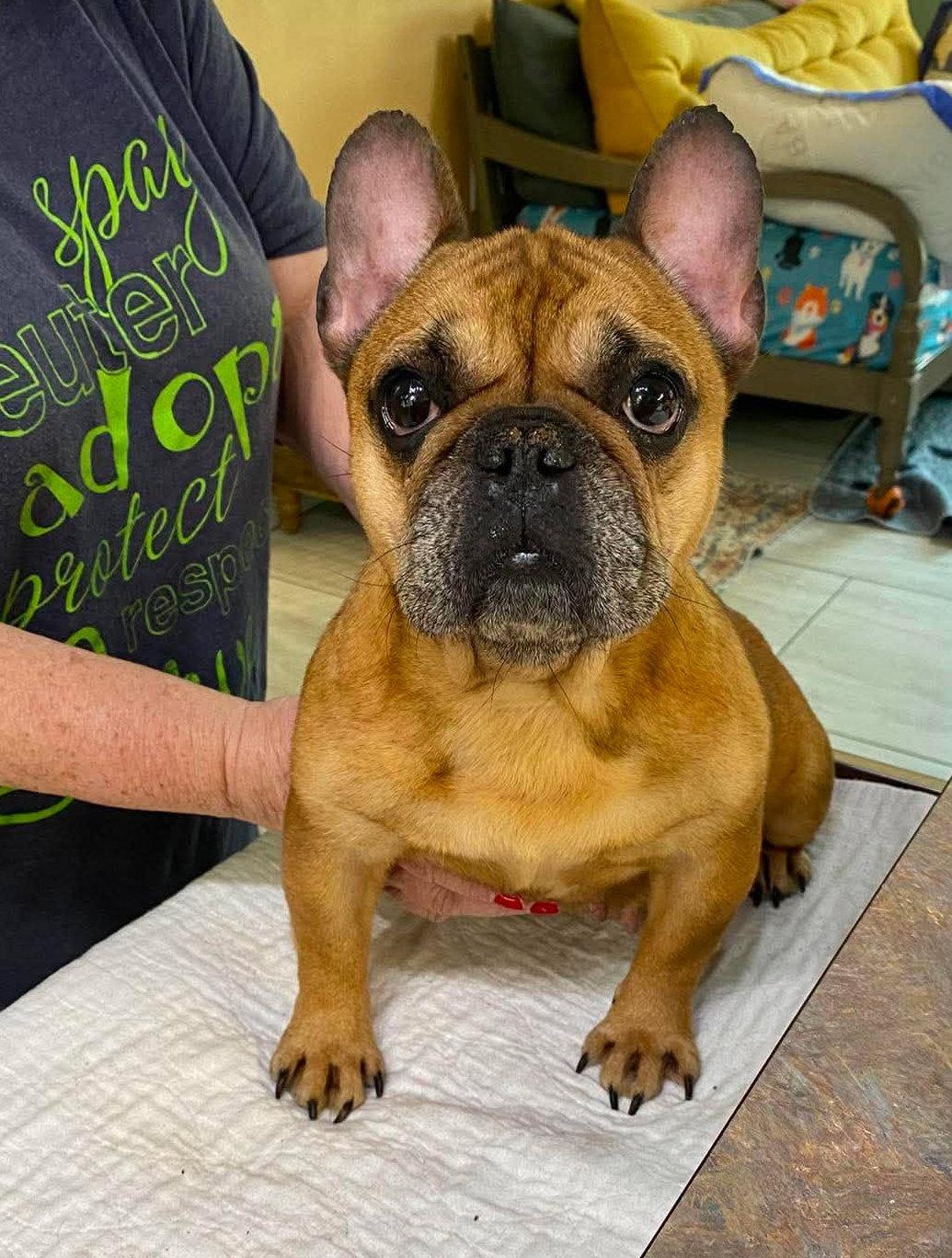 Enlarge Piggy Stardust (NOT YET AVAILABLE), a Adoptable French Bulldog in Benton, LA image 1/1