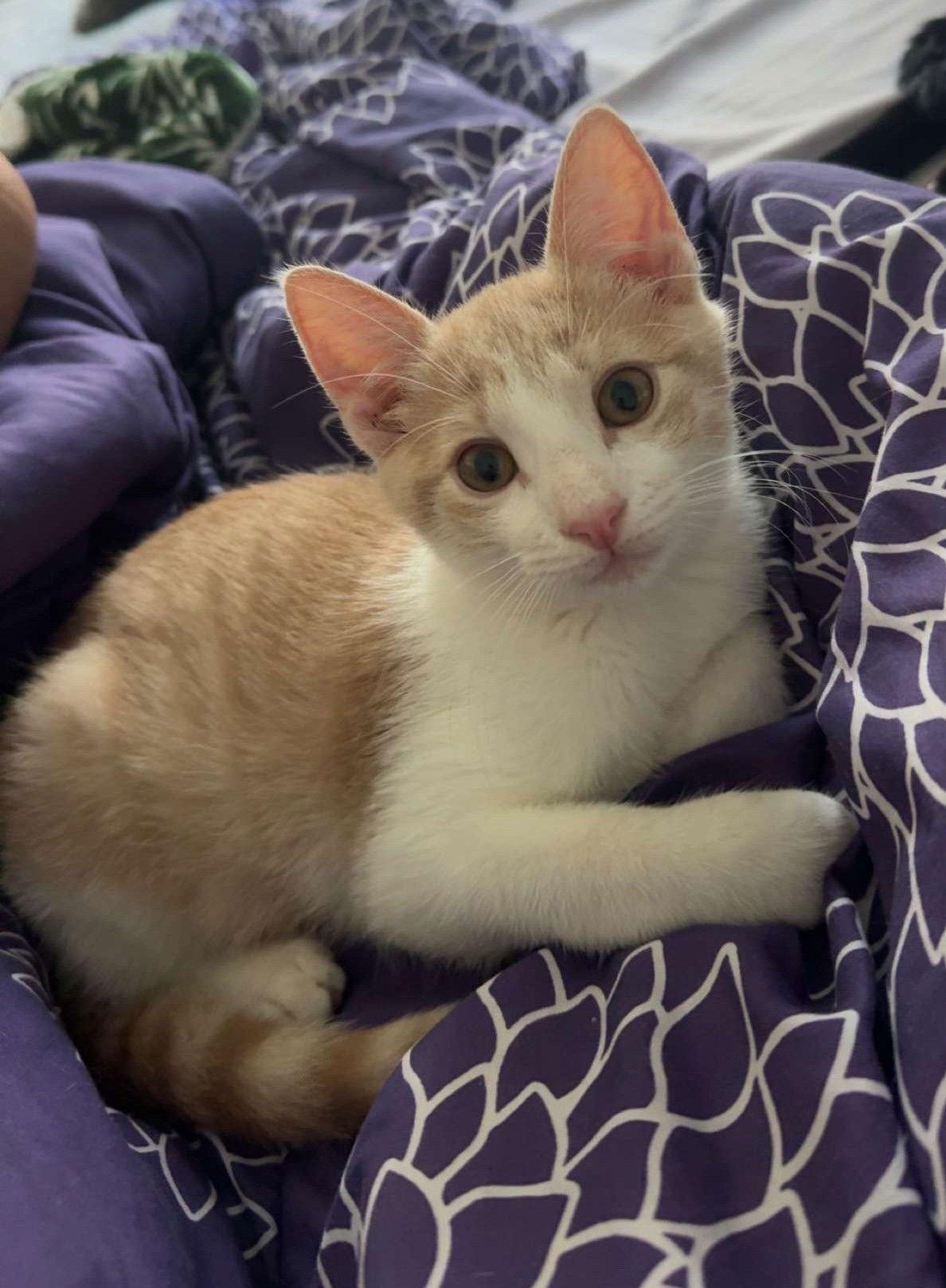 Enlarge Finn, a Adopted Domestic Short Hair in Magnolia Springs, AL image 1/3