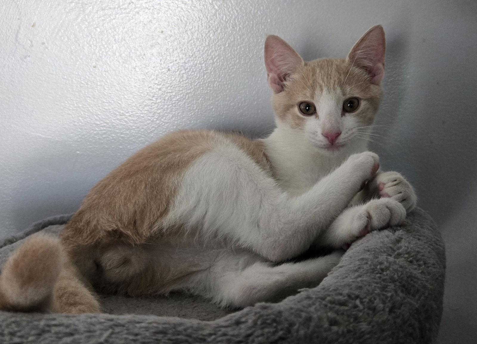 Enlarge Finn, a Adopted Domestic Short Hair in Magnolia Springs, AL image 2/3