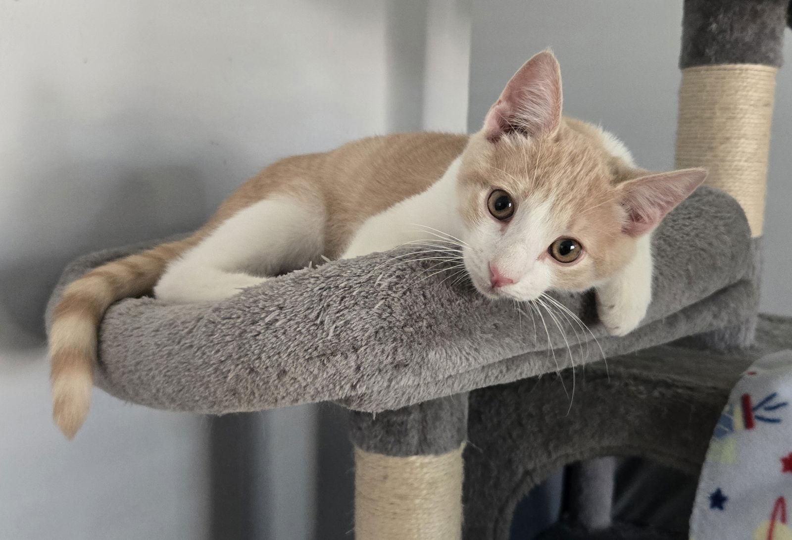 Enlarge Finn, a Adopted Domestic Short Hair in Magnolia Springs, AL image 3/3