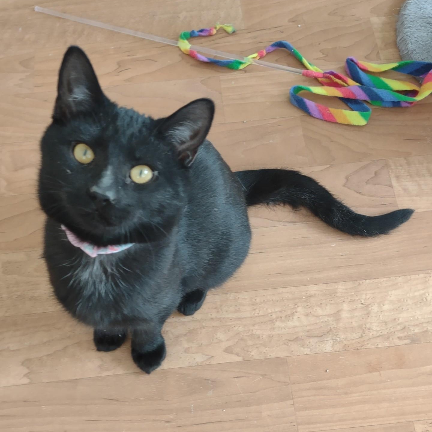 Enlarge Star Chaser, a Adoptable mixed breed in Montour Falls, NY image 3/4